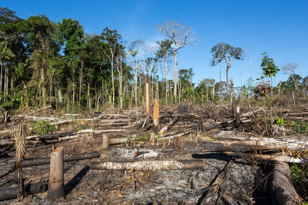 amazon rainforest burning